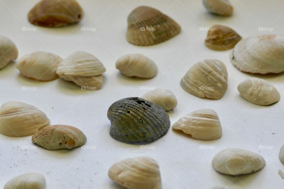 Sea shells on white background
