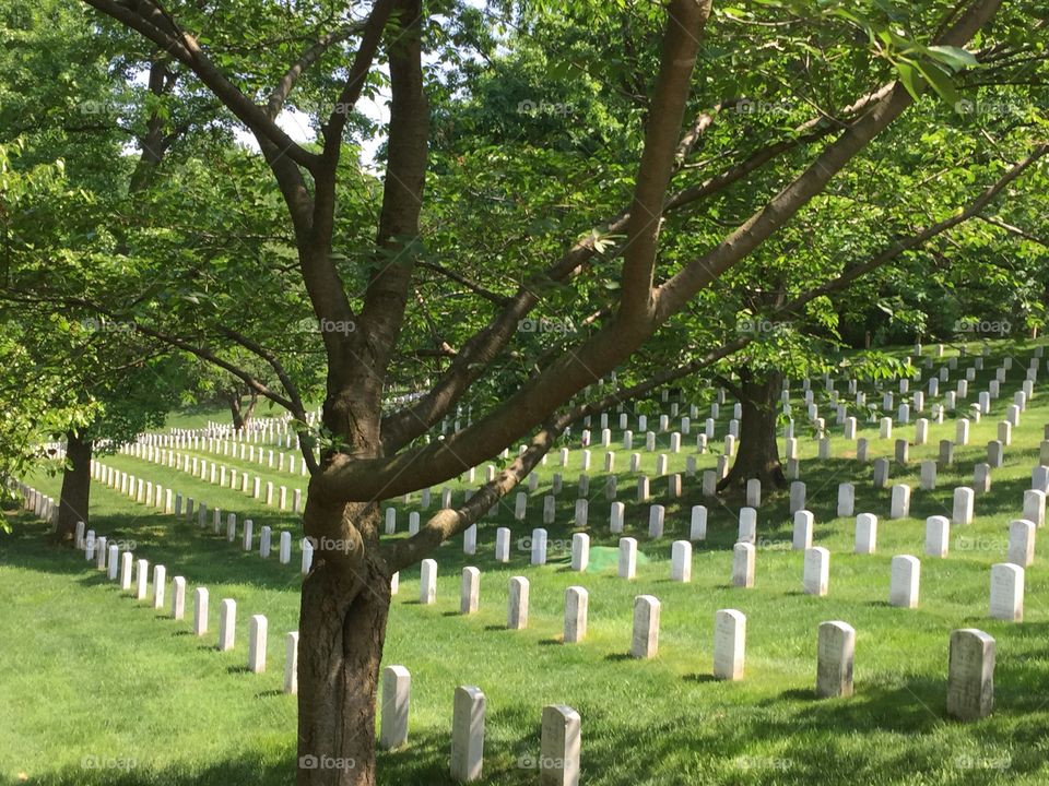 To capture the beauty of the tragic Arlington national cemetery 