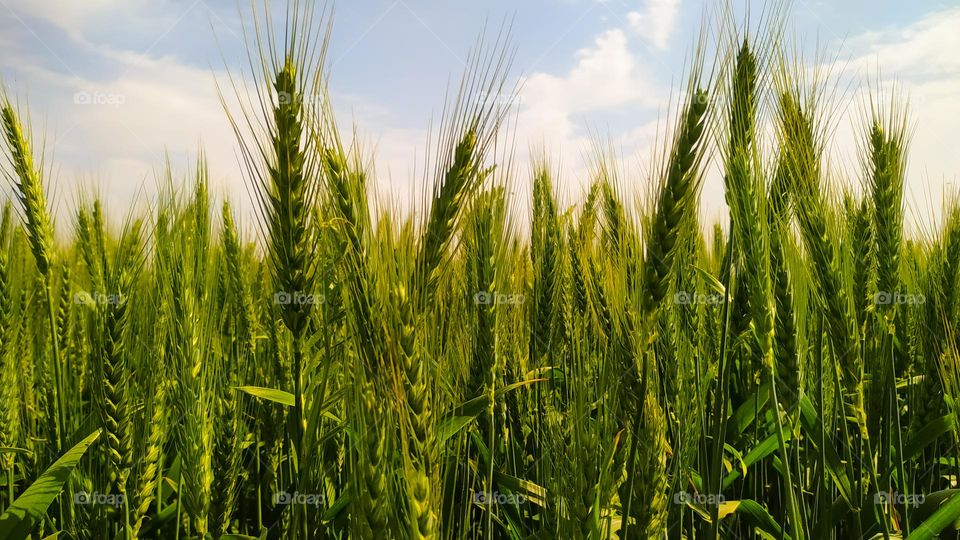A close- Up shot of green wheat stalks, growing in a field in Rajasthan