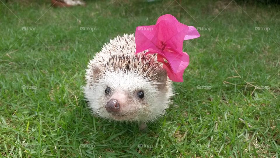 Hedgehog