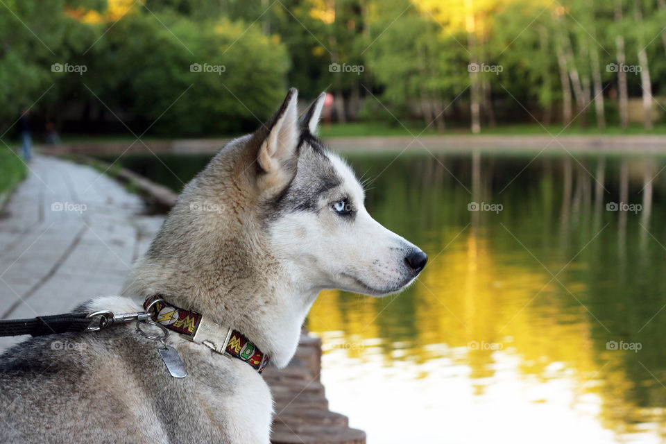 Siberian husky looking at the pond