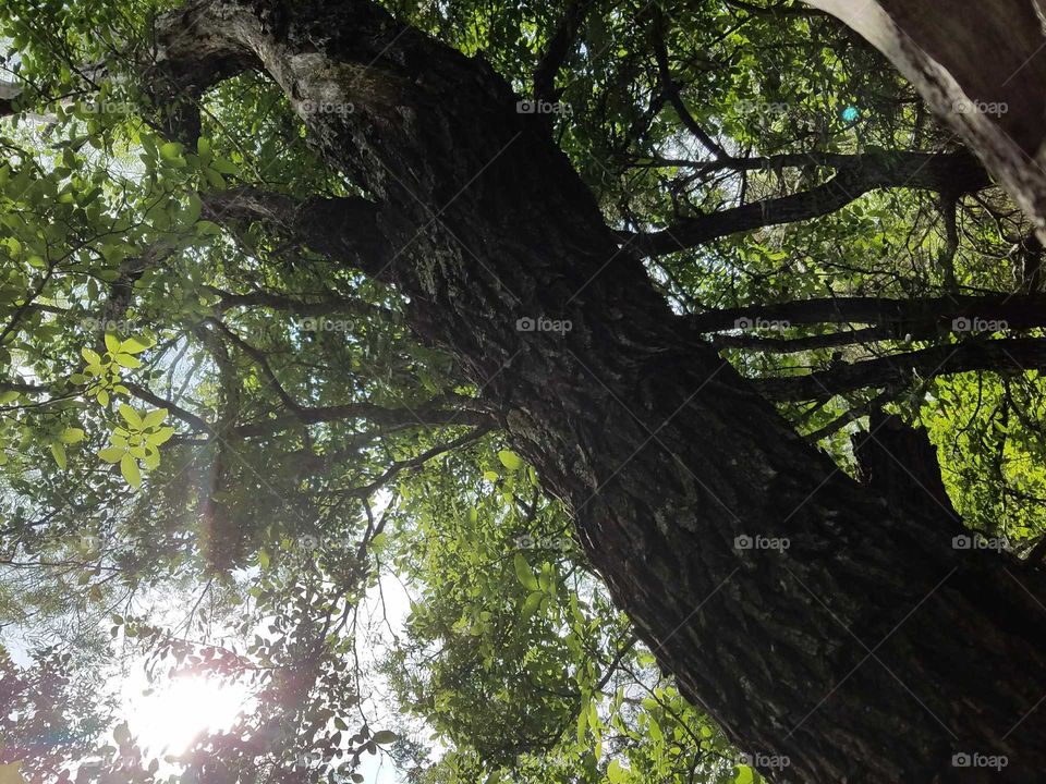 tree with sun backdrop