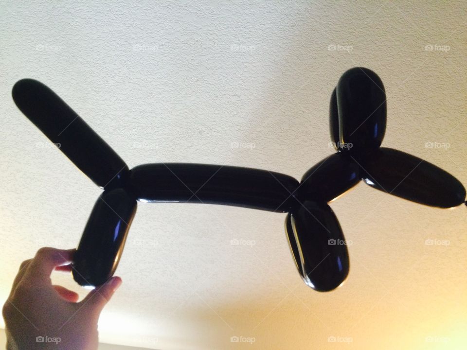 Balloon dog