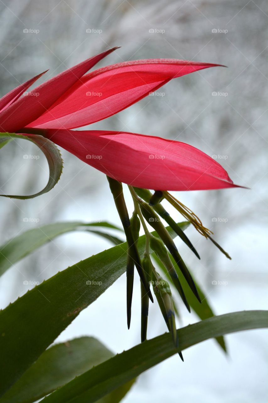 Nature, Flower, Flora, No Person, Leaf