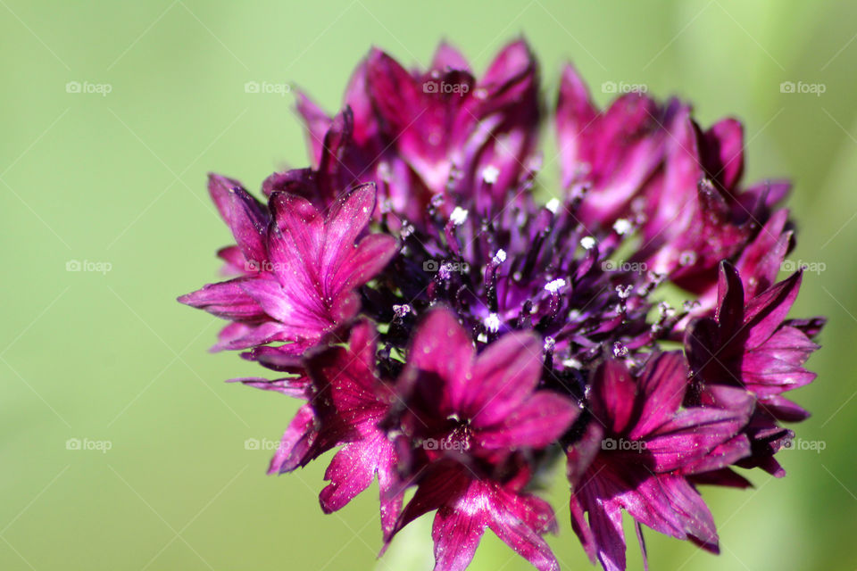 Cornflower, field flower, meadow flower, flower