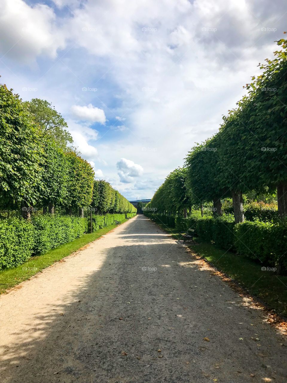 Walking in the middle of the road with two rows of green trees, high in the blue sky with white clouds, the palace always has gardens and places with such wonderful trees. I love it