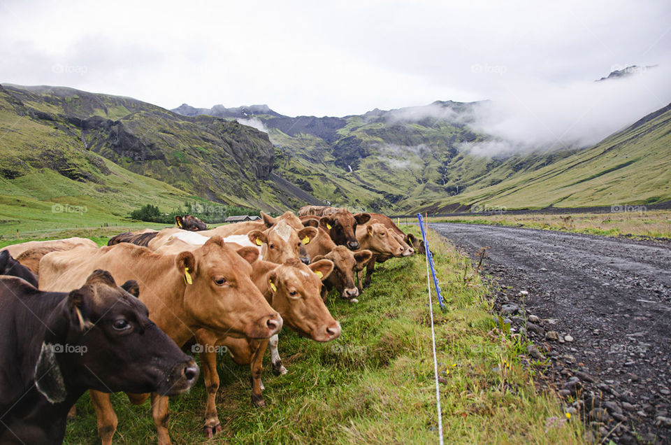 Icelandic Cows