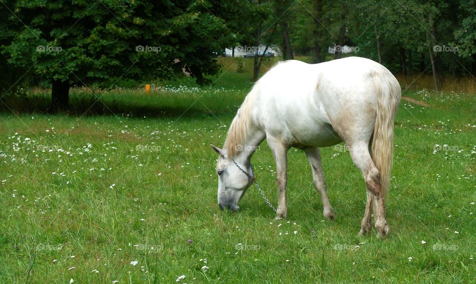 Mammal, Grass, Pasture, Animal, Farm