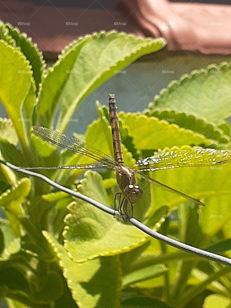 Dragon fly