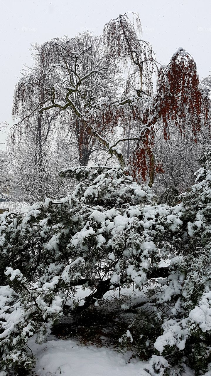 Winter landscape in Poland