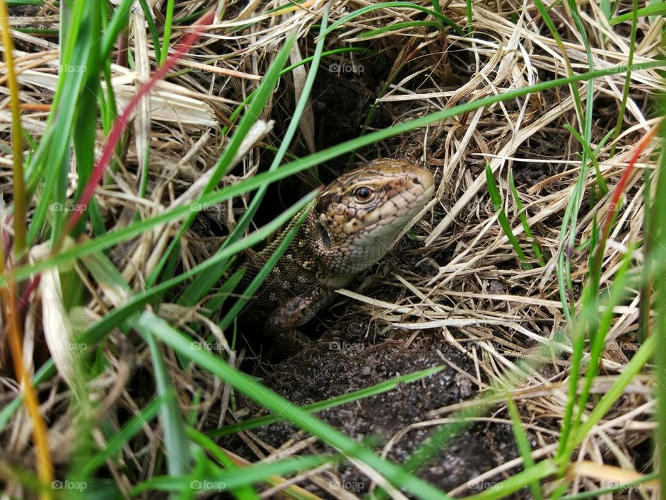 Lizard in grass