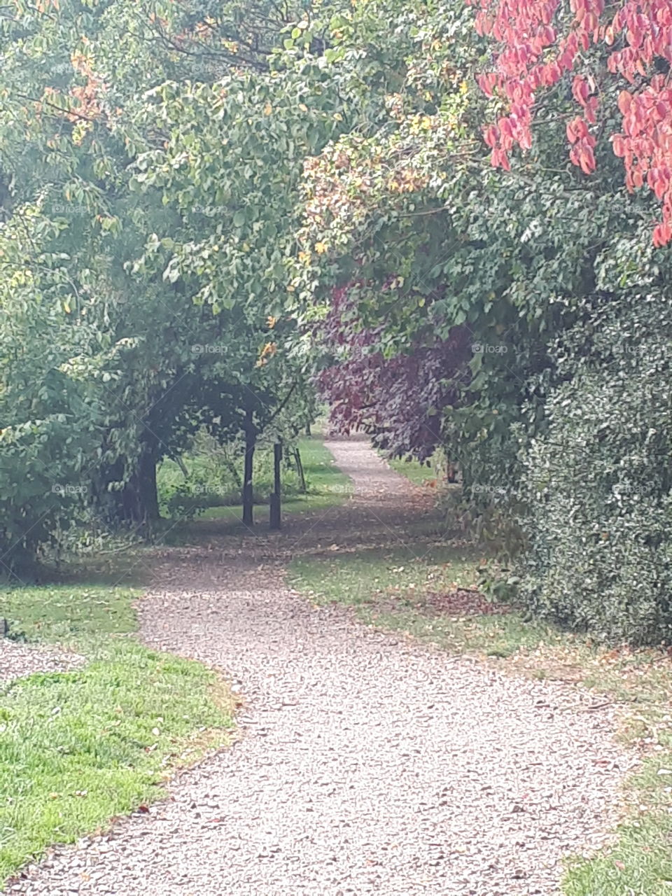 Leaf, Tree, Nature, Flower, Landscape