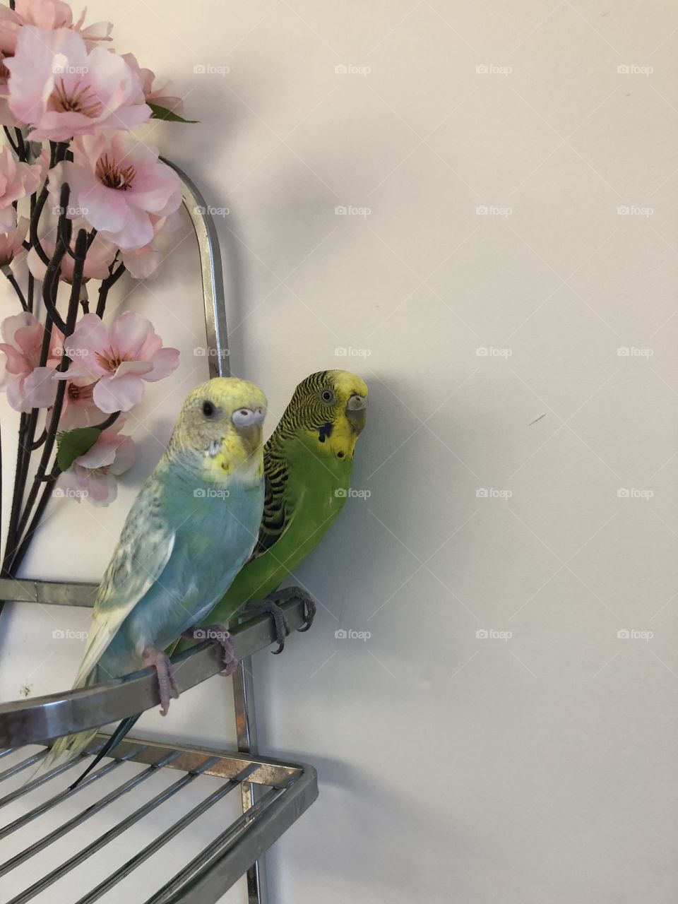 Parakeet pair