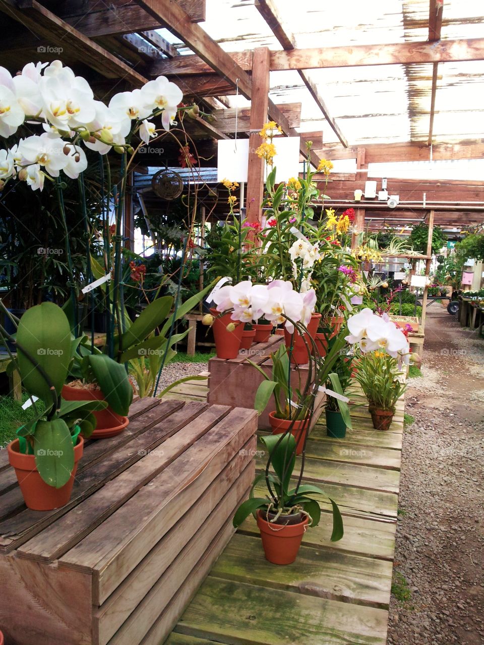 Half Moon Bay flowers