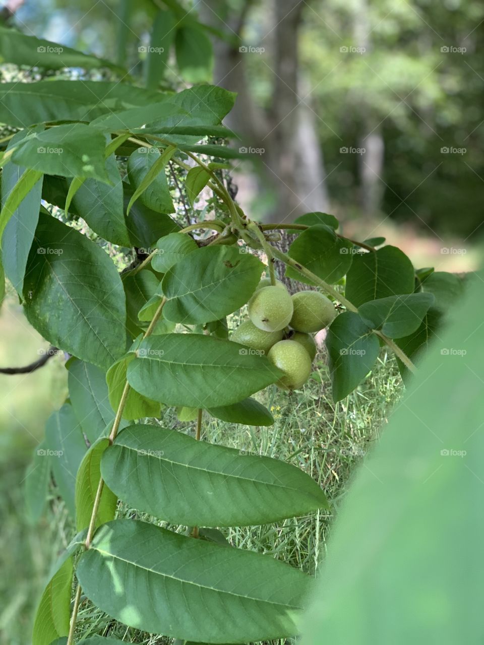Walnut tree / walnut 
