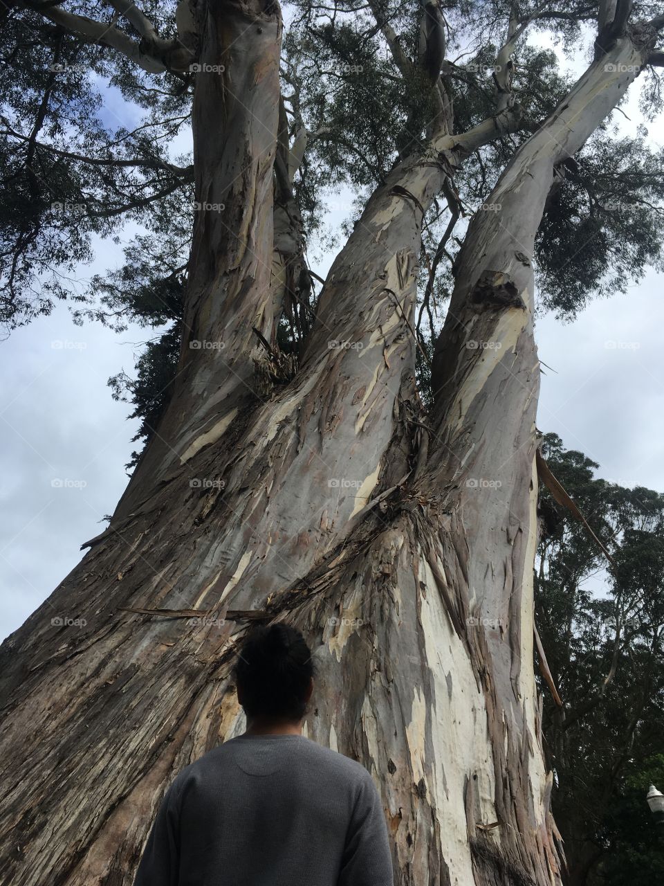 Man standing in front of large eucalyptus tree with back to the camera