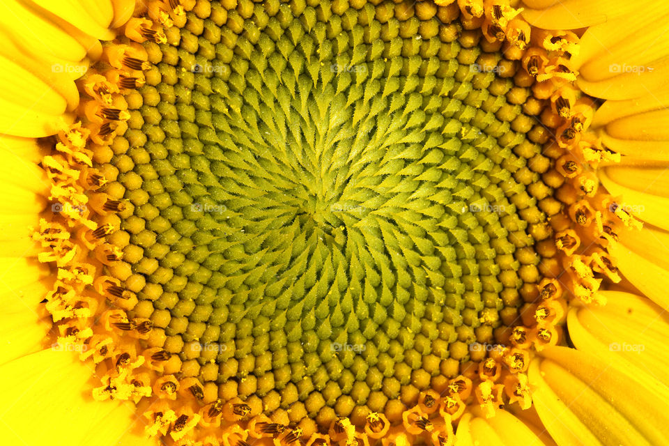 Closeup macro of a sunflower detail. Floral texture.
