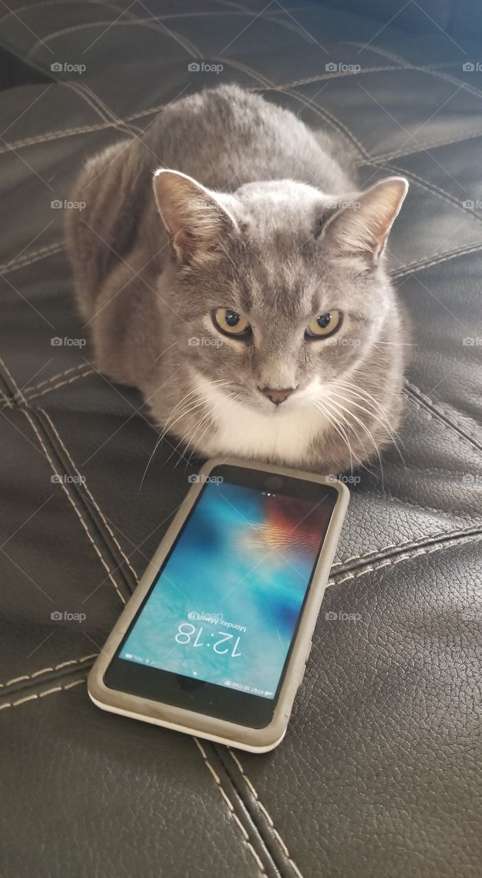 cat on the phone