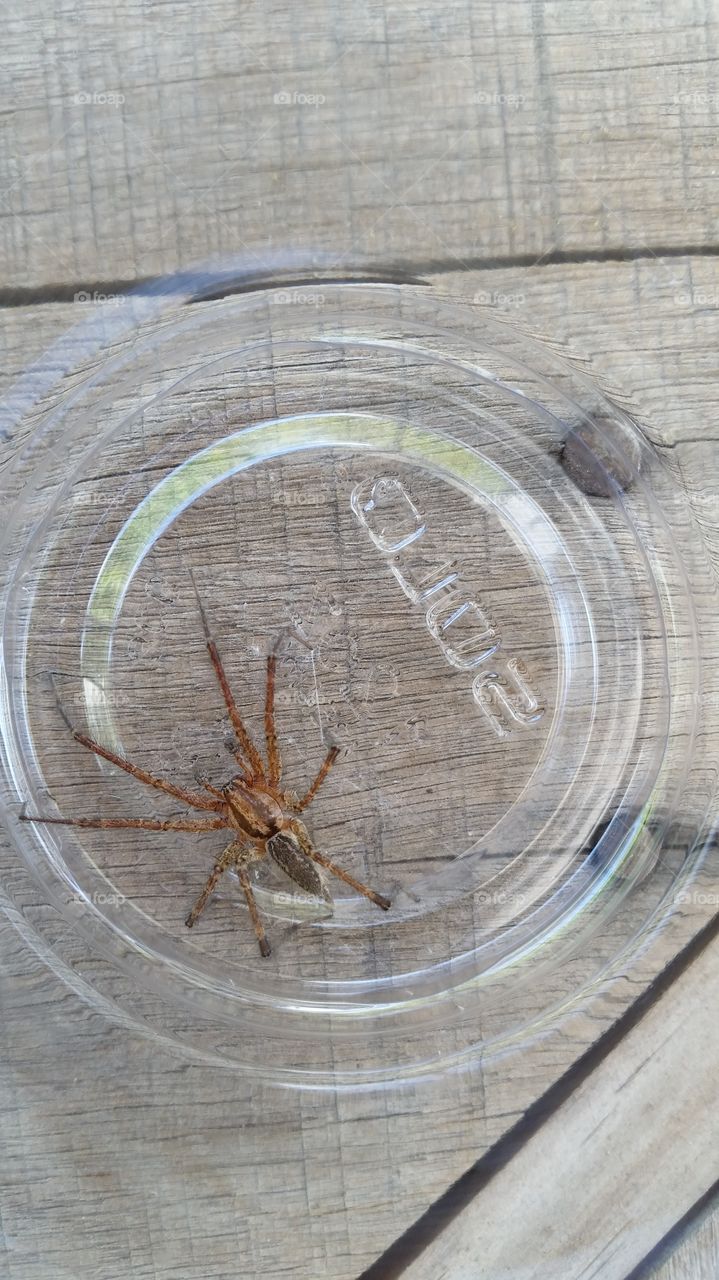 Grass Spider in Solo Cup