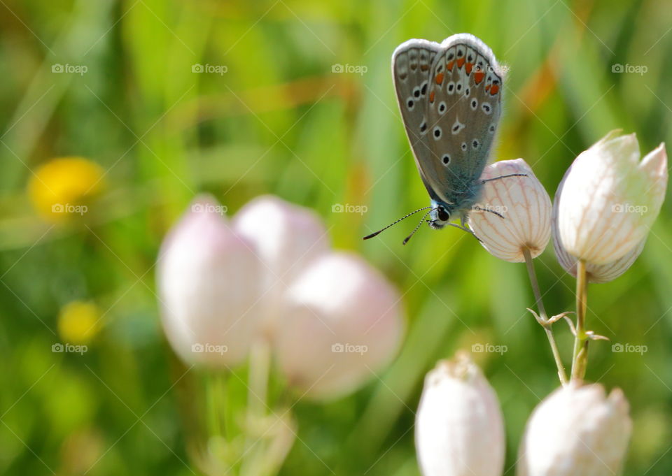 Butterfly Macro
