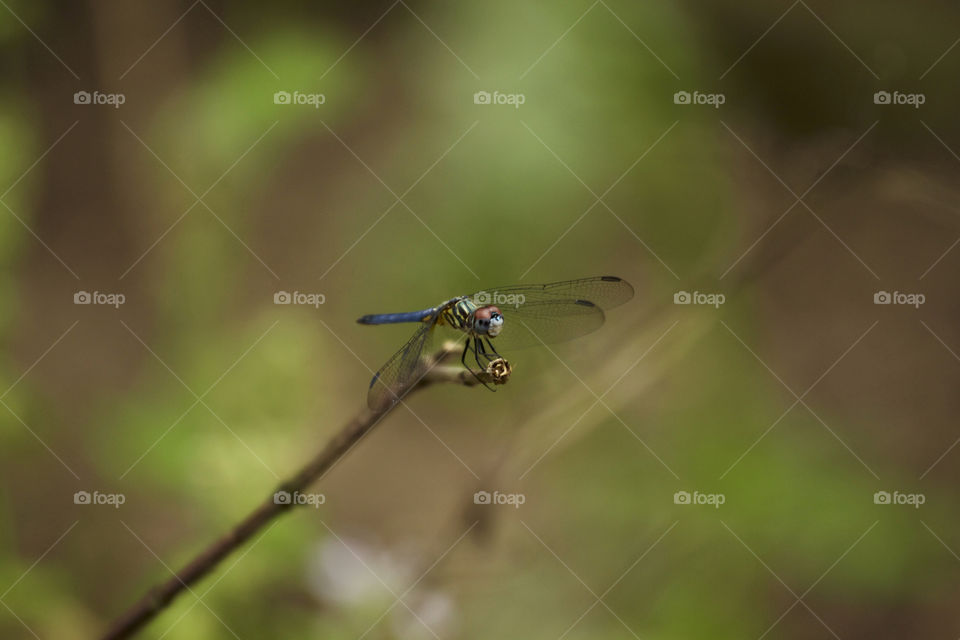 Close-up of a dragonfly on twig