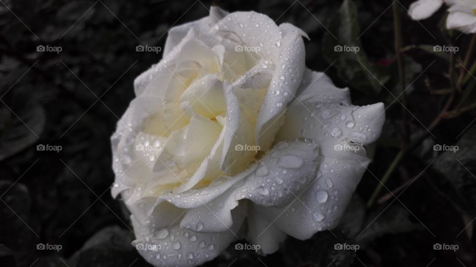 Close-up of white rose with water drop