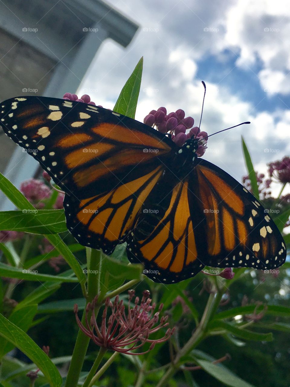 Monarch in the garden
