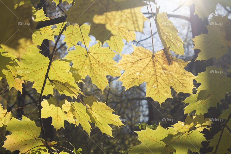 Yellowed marple leaves illuminated by autumn sun