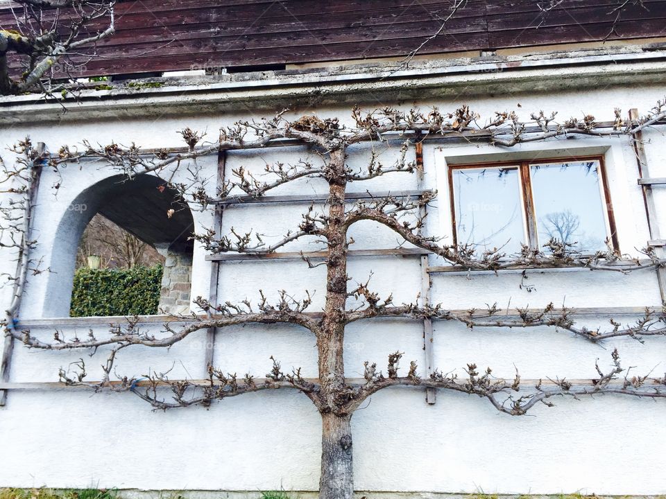 Tree sticked to the house facade