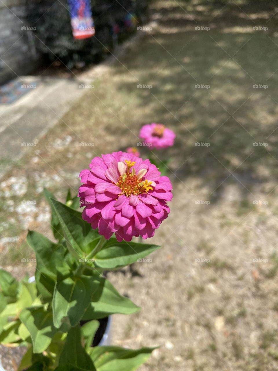 Zinnias 