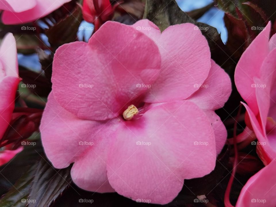 pink flower heads open