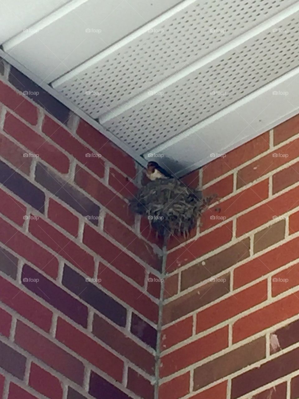 Barn Swallows nest