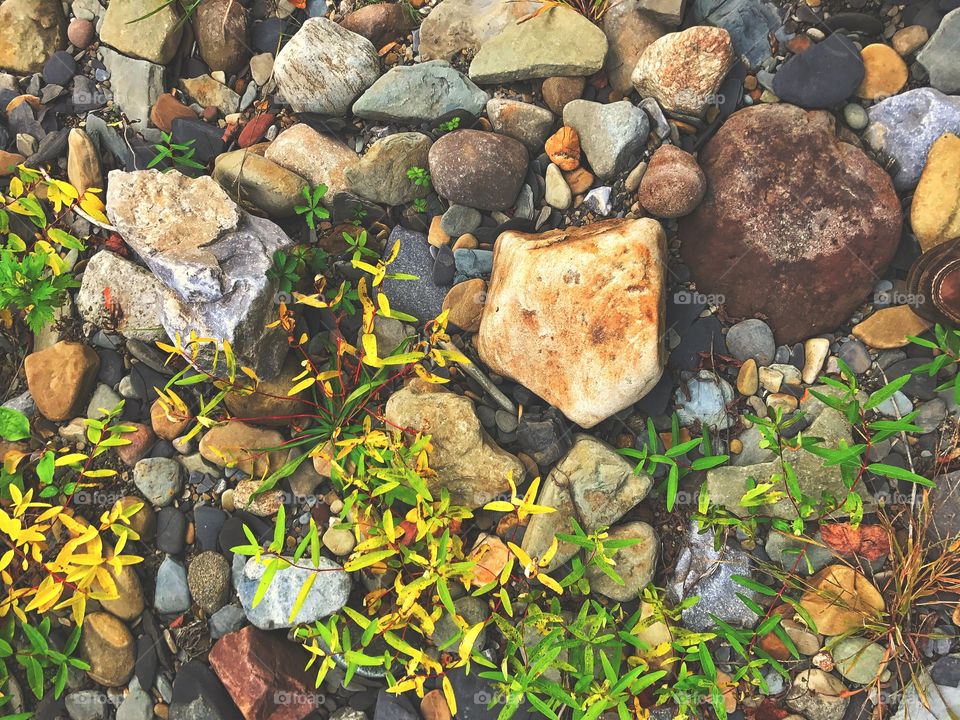 Rocks and foliage