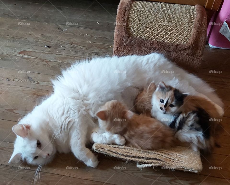 Maman avec ses chatons