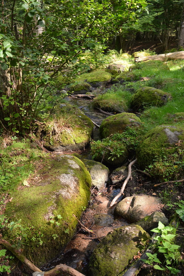 In the Forest

