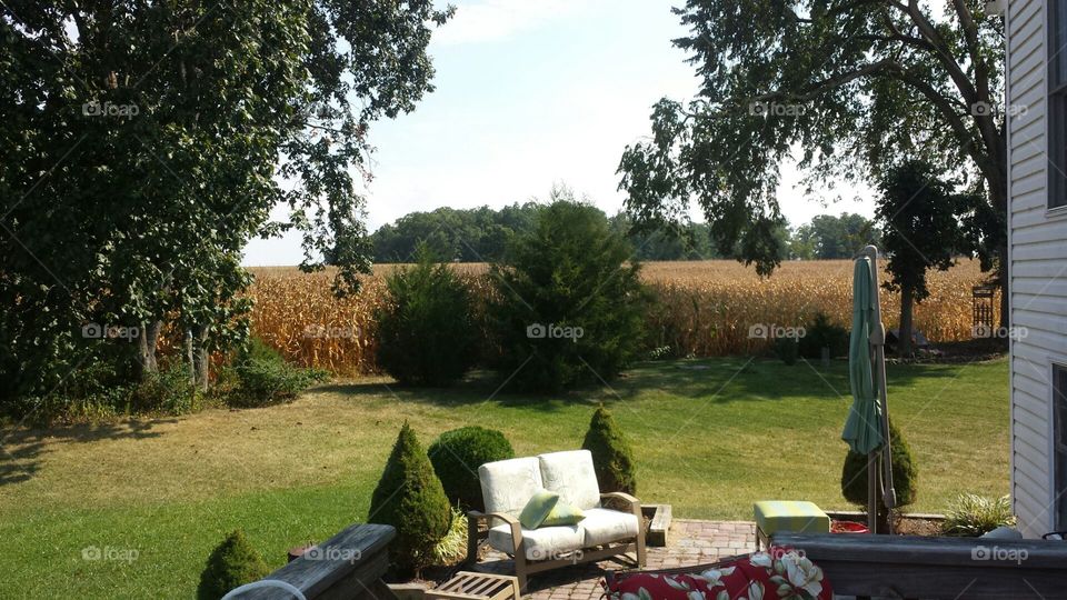 Looking out my backdoor. Peaceful view of the farmer's field from my back deck. Very serene