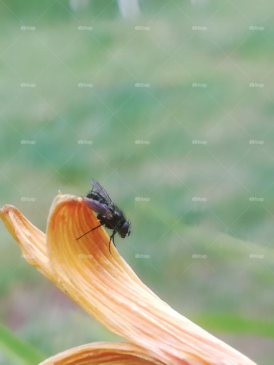 Fliegen