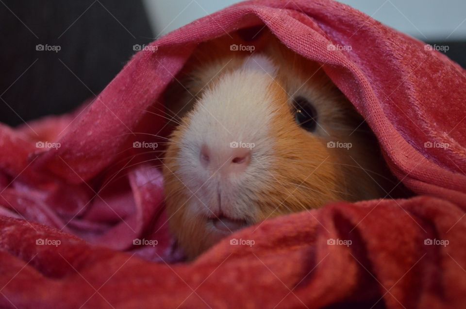Little guinea pig hiding under blanket