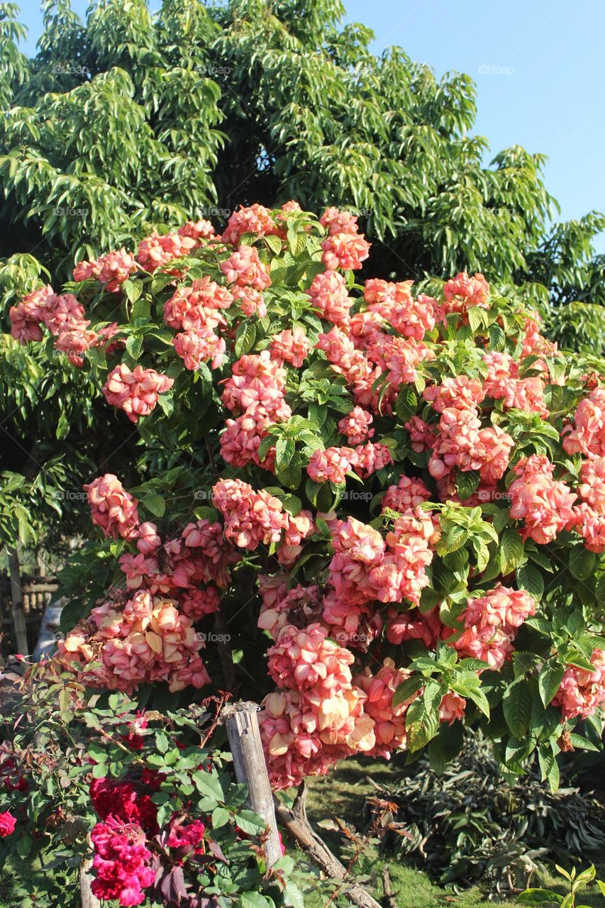 flowers in tree