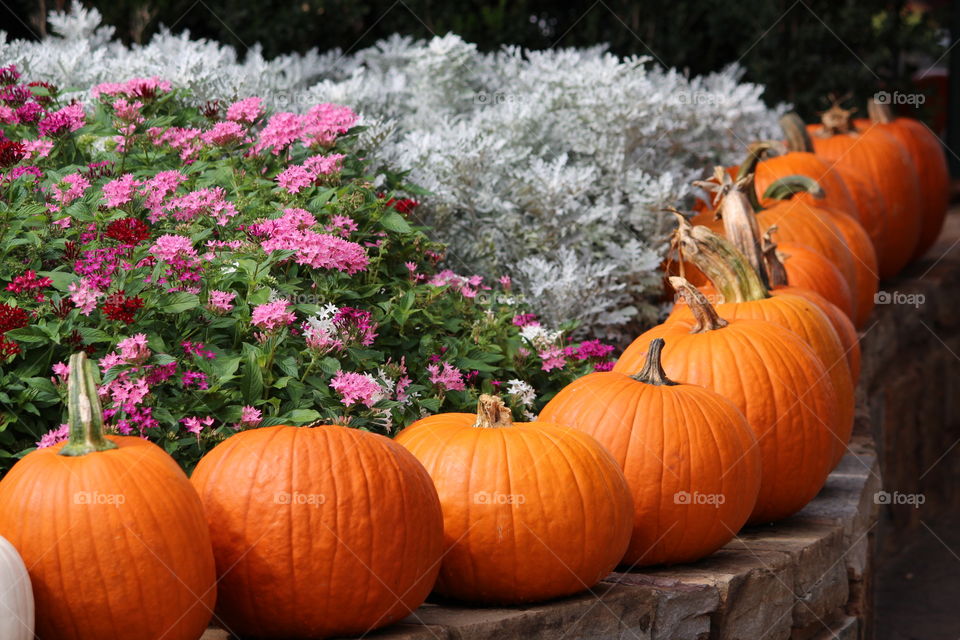 Row of Pumpkins