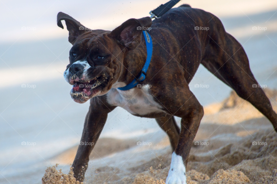 beach dog sand angry by liquideyes