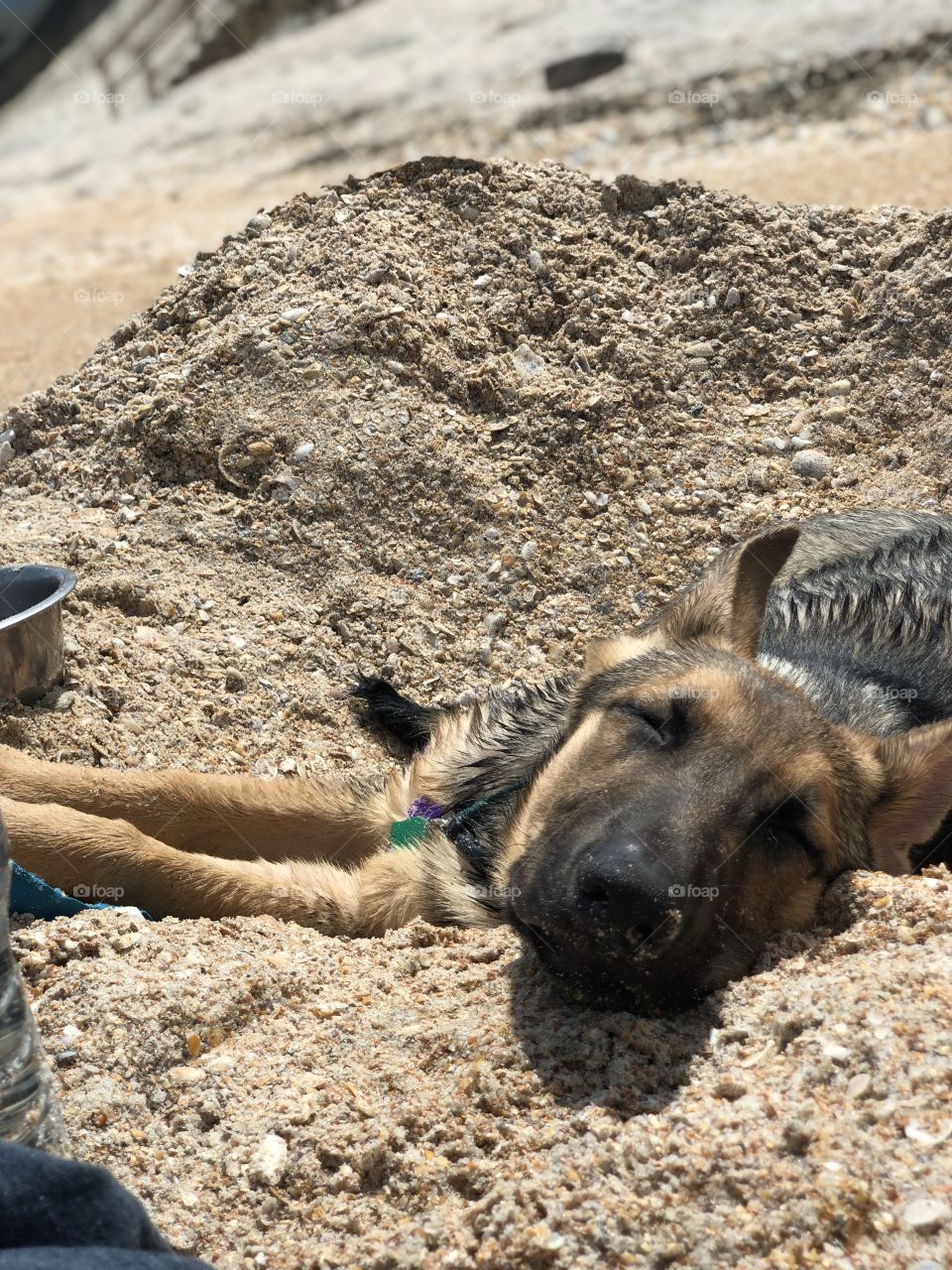 Sleepy beach pup
