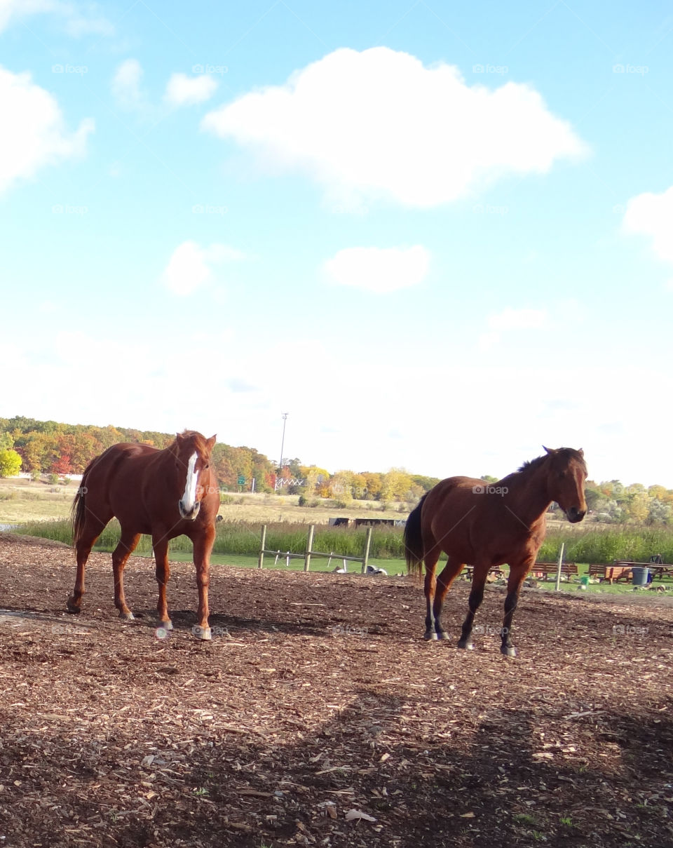 Horses. Horses on a farm in Michigan