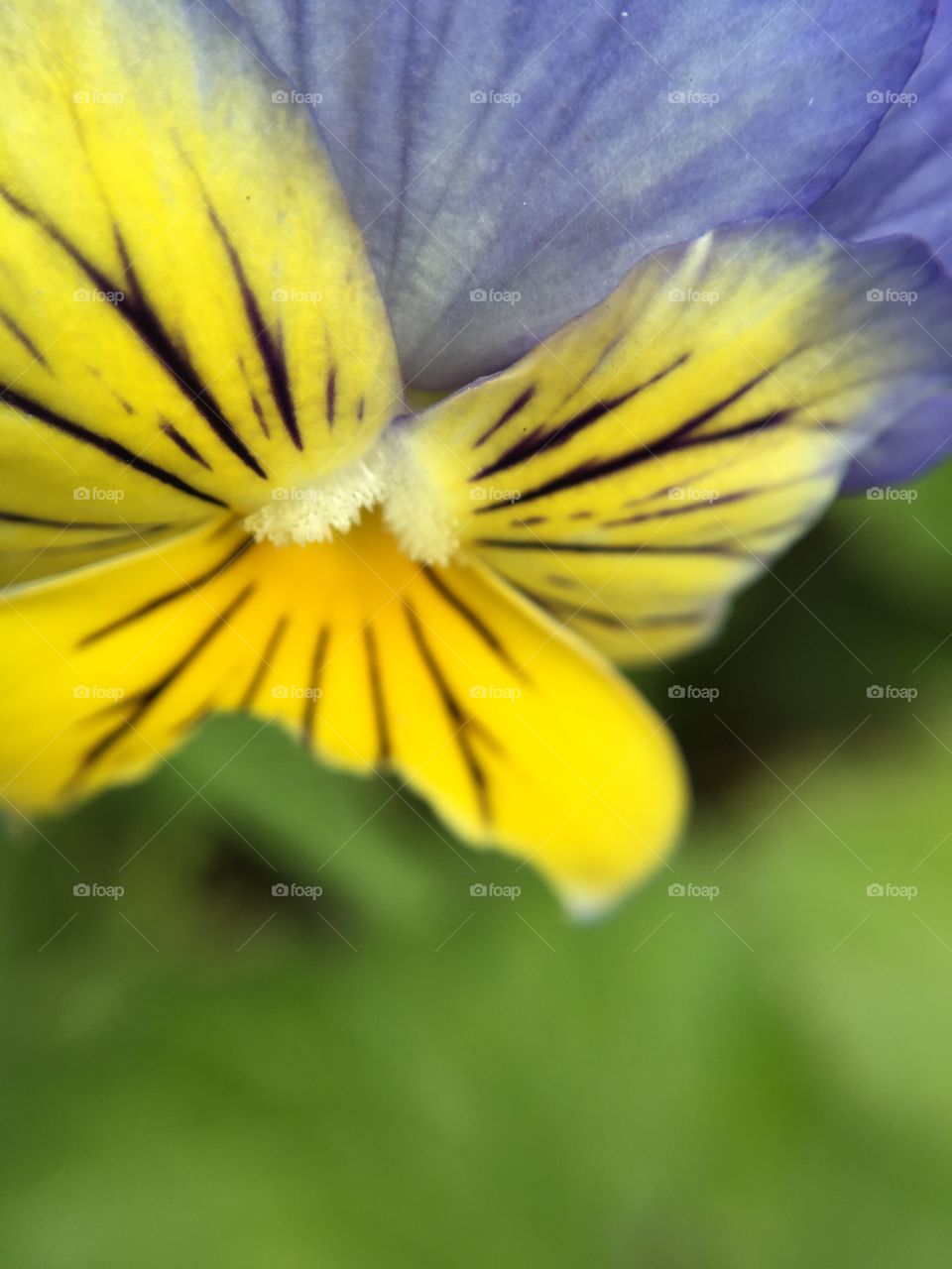 Pansy 