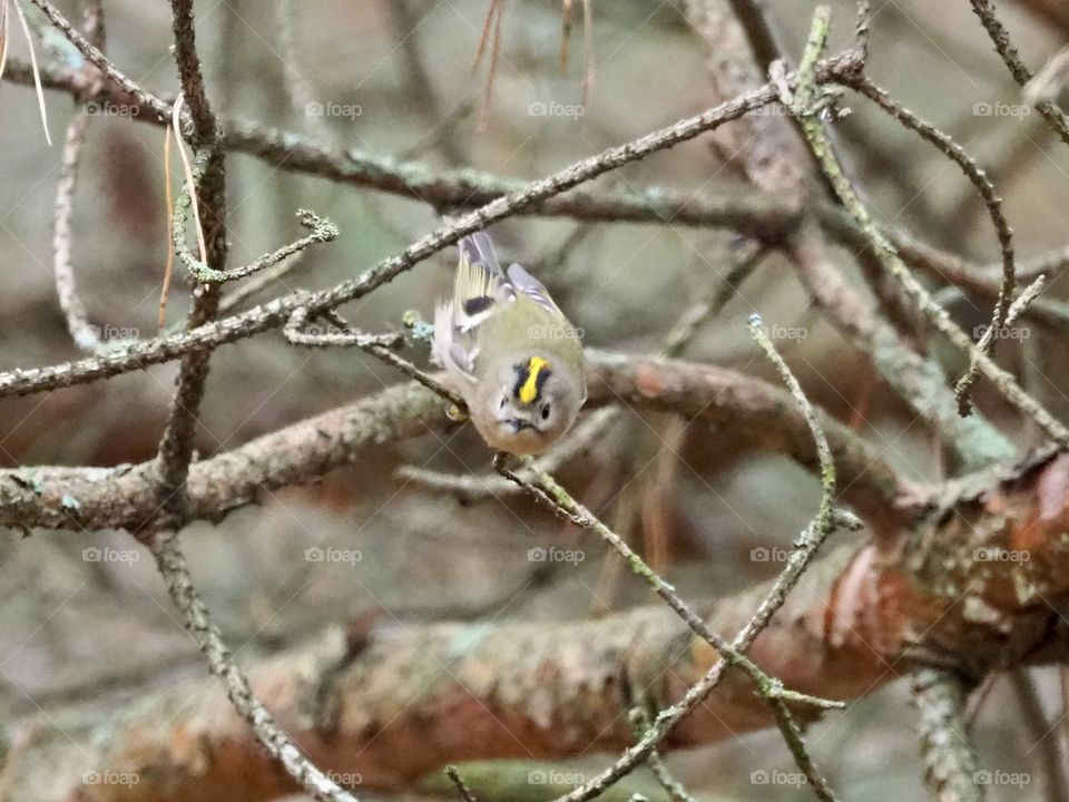 Goldcrest