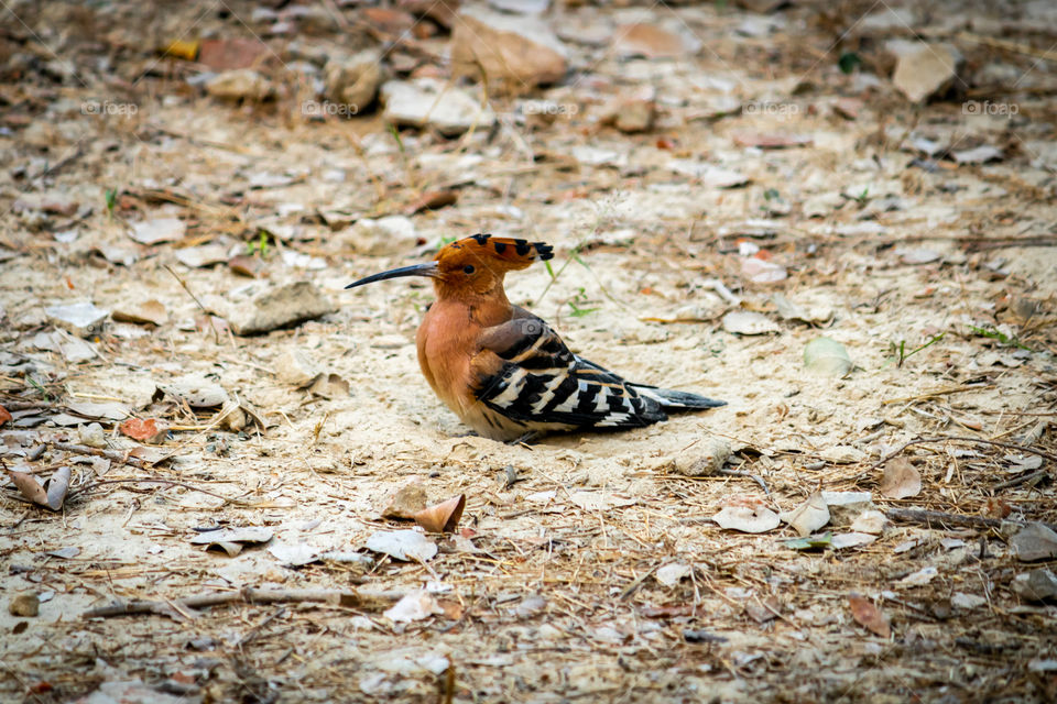 woodpecker playing in a soil