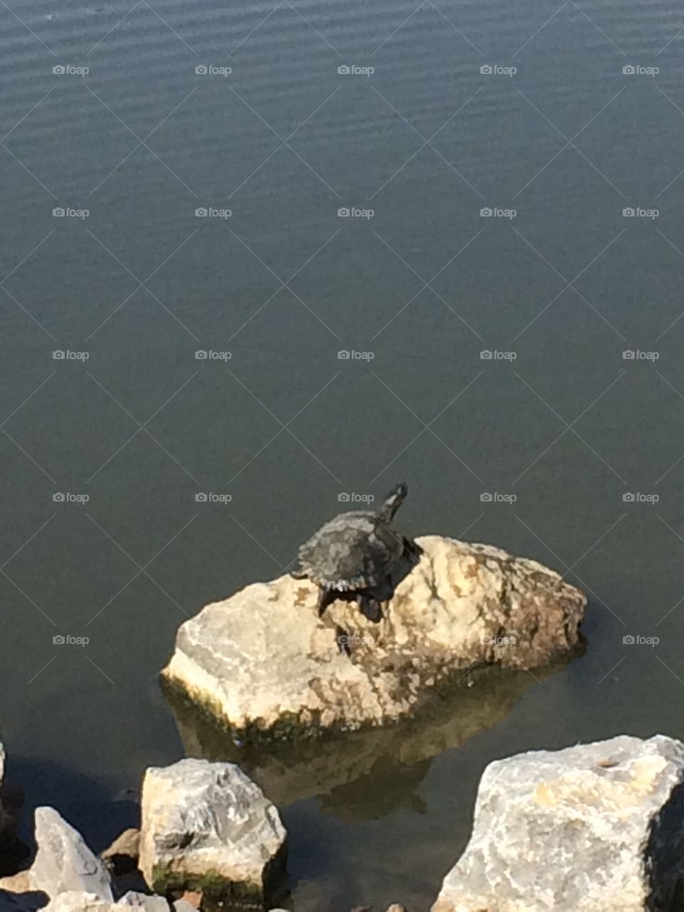 Fun in the sun, Mr. Turtle 