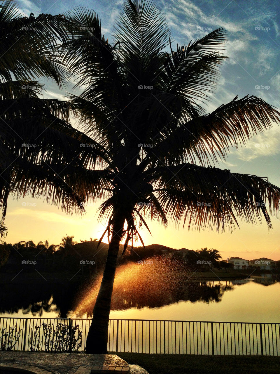 Silhouetted palm tree at sunrise