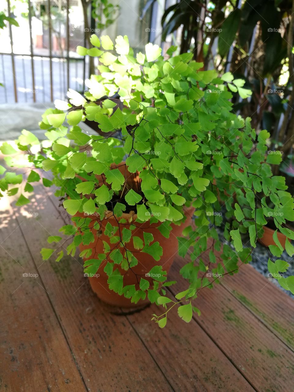 Maidenhair fern with sunlight on green leaves.