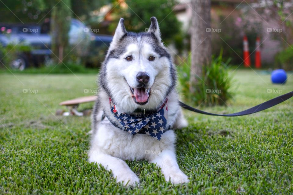 Alaskan Malamute hanging out with a longboard.